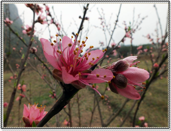 又见桃花开，273 / 作者:好吃再来 / 帖子ID:100091