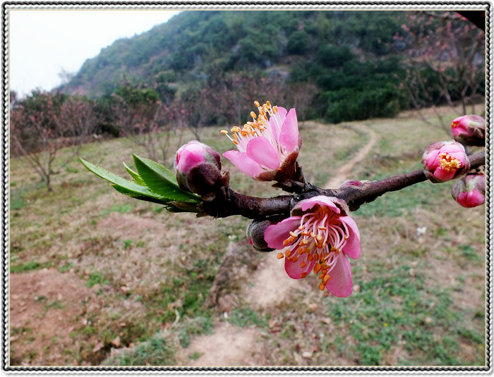 又见桃花开，318 / 作者:好吃再来 / 帖子ID:100091