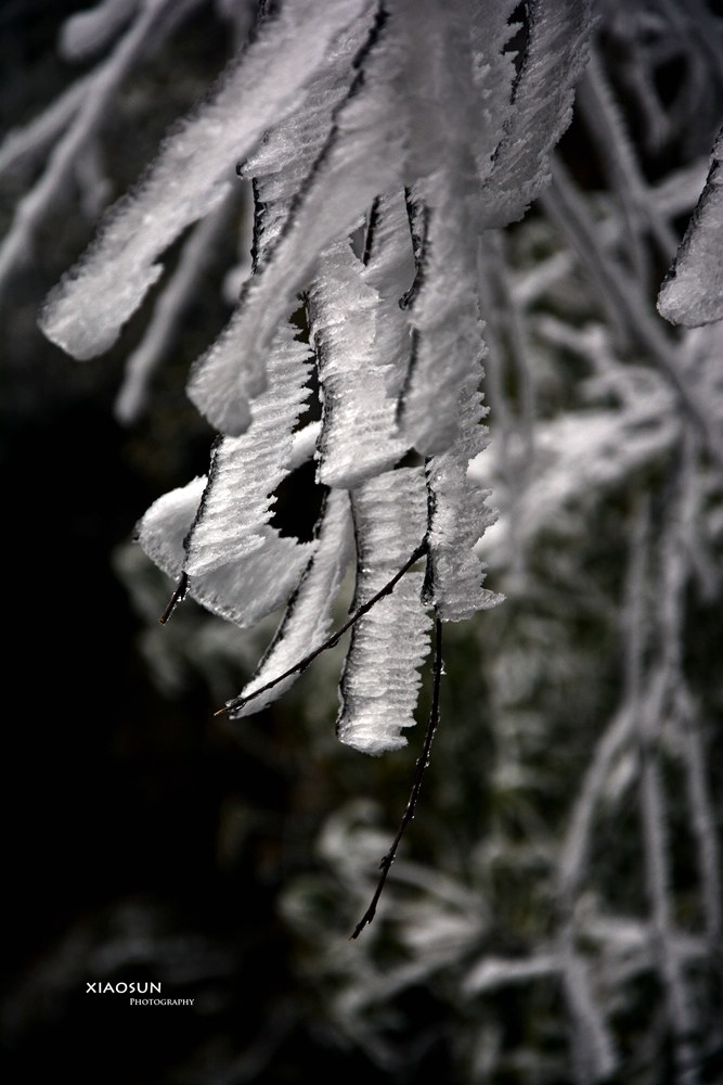 南国雪景正芬芳，赏雪何须到北国？375 / 作者:与孤独共舞 / 帖子ID:100131