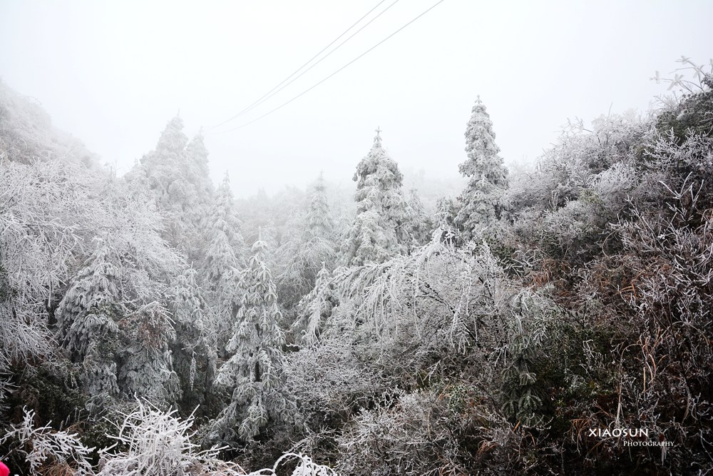 南国雪景正芬芳，赏雪何须到北国？613 / 作者:与孤独共舞 / 帖子ID:100131