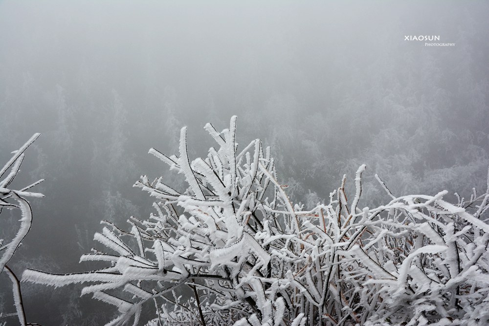 南国雪景正芬芳，赏雪何须到北国？612 / 作者:与孤独共舞 / 帖子ID:100131
