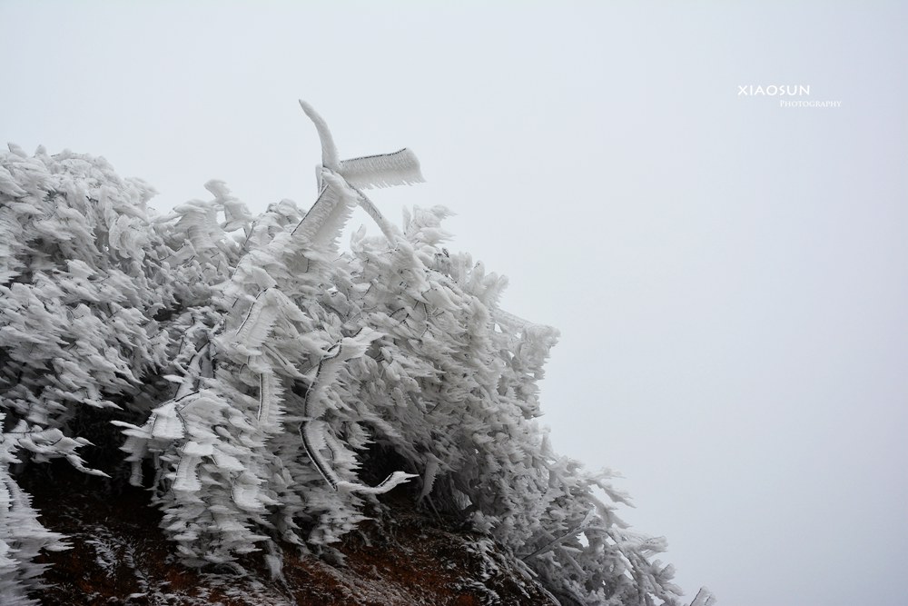 南国雪景正芬芳，赏雪何须到北国？278 / 作者:与孤独共舞 / 帖子ID:100131