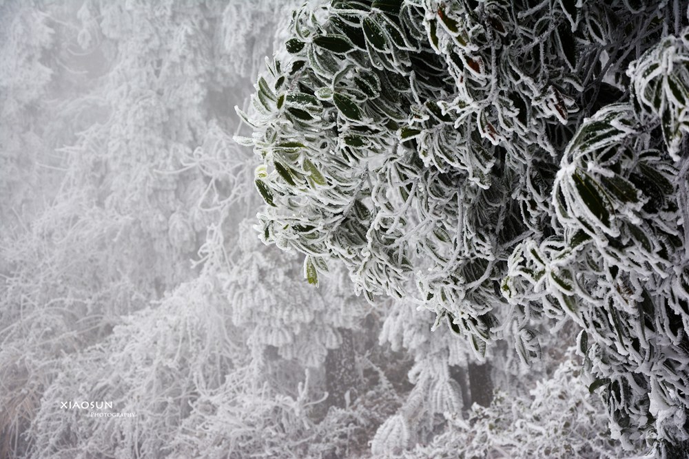 南国雪景正芬芳，赏雪何须到北国？190 / 作者:与孤独共舞 / 帖子ID:100131