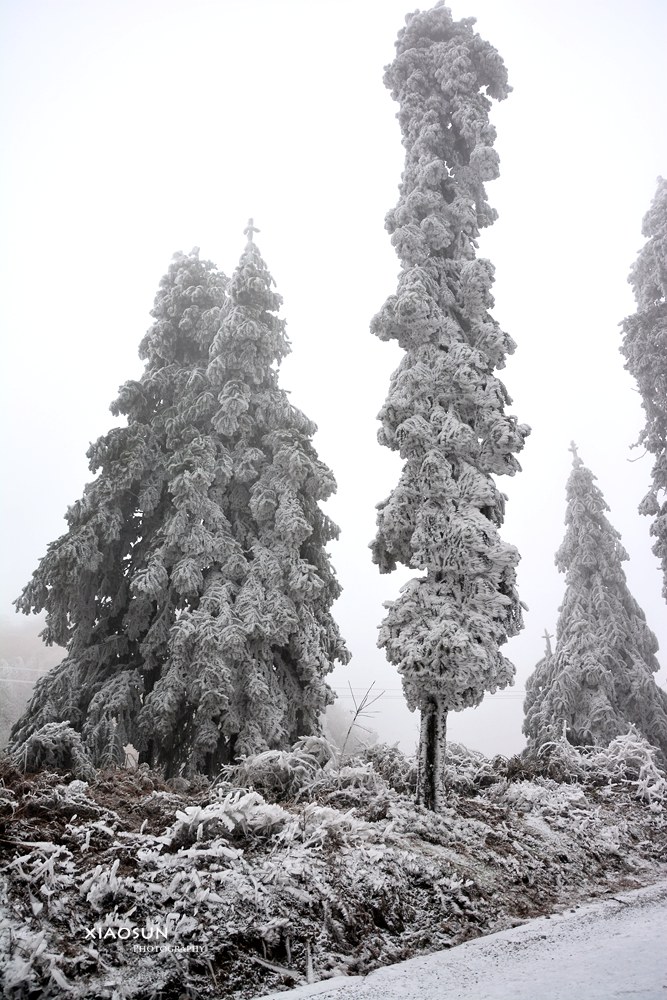 南国雪景正芬芳，赏雪何须到北国？77 / 作者:与孤独共舞 / 帖子ID:100131