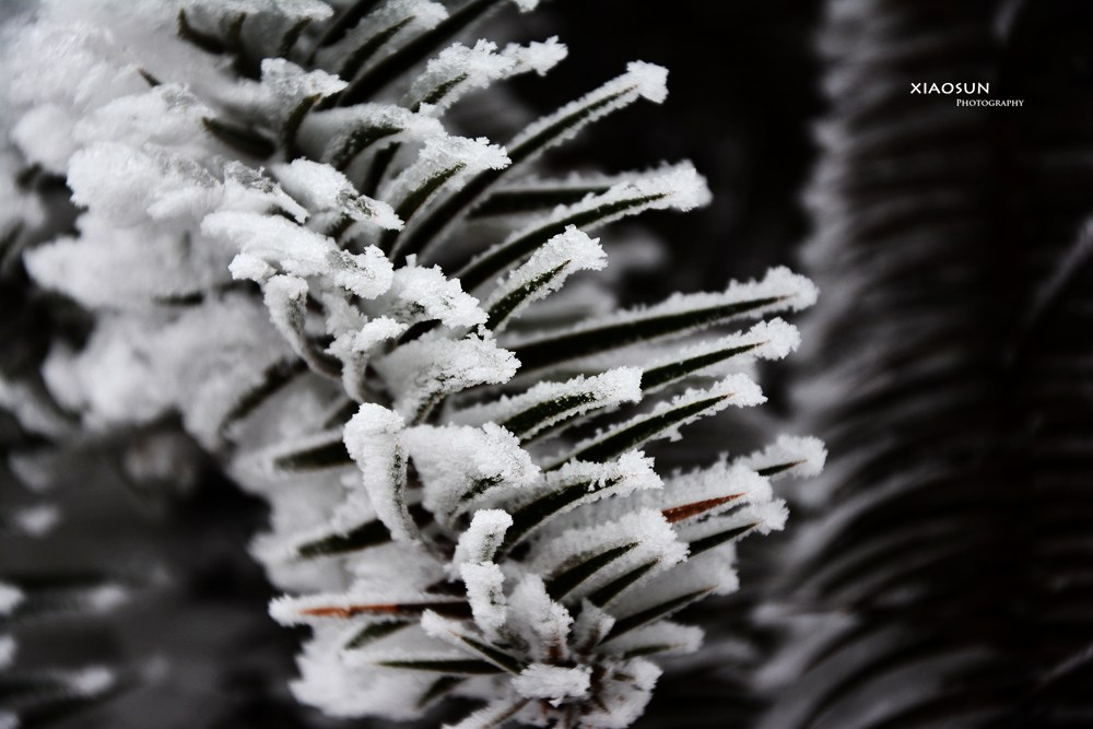 南国雪景正芬芳，赏雪何须到北国？731 / 作者:与孤独共舞 / 帖子ID:100131