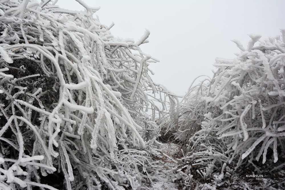 南国雪景正芬芳，赏雪何须到北国？260 / 作者:与孤独共舞 / 帖子ID:100131