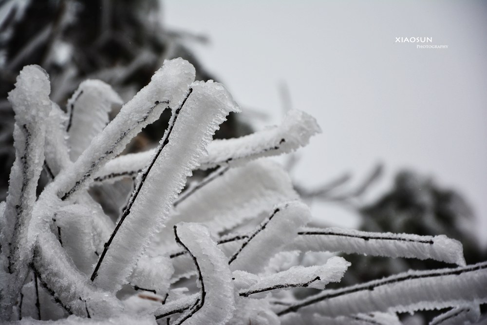 南国雪景正芬芳，赏雪何须到北国？920 / 作者:与孤独共舞 / 帖子ID:100131