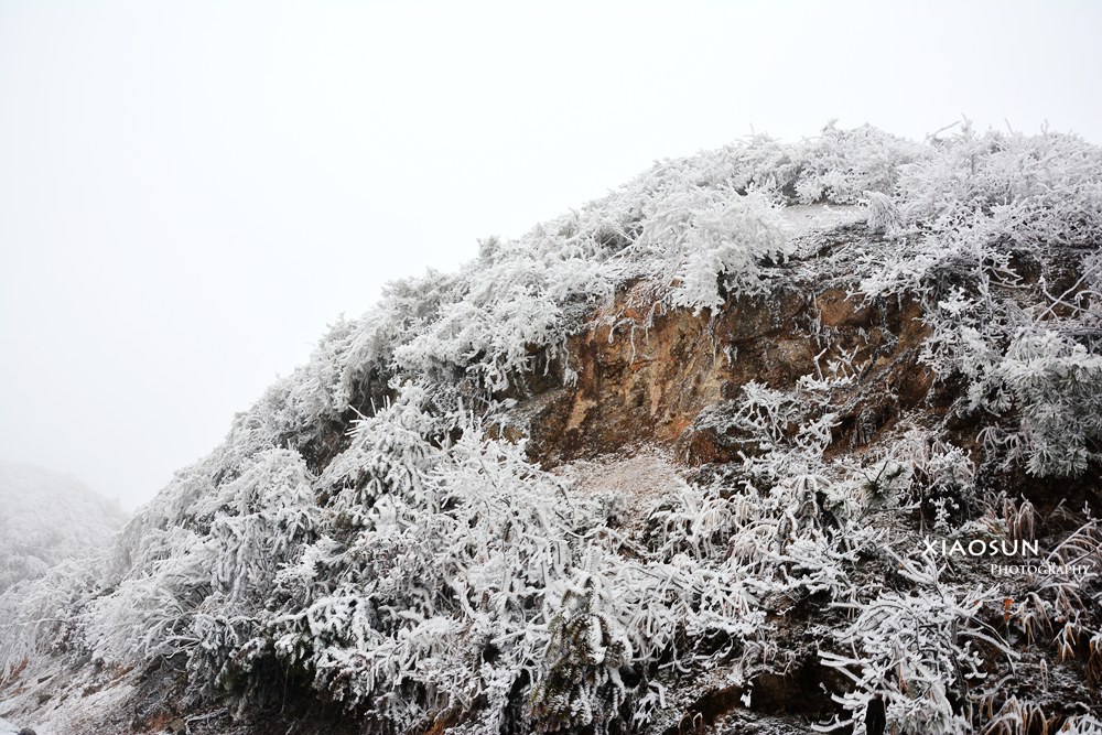 南国雪景正芬芳，赏雪何须到北国？398 / 作者:与孤独共舞 / 帖子ID:100131