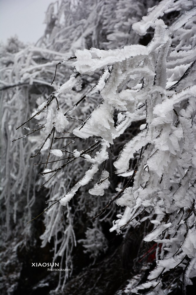 南国雪景正芬芳，赏雪何须到北国？374 / 作者:与孤独共舞 / 帖子ID:100131