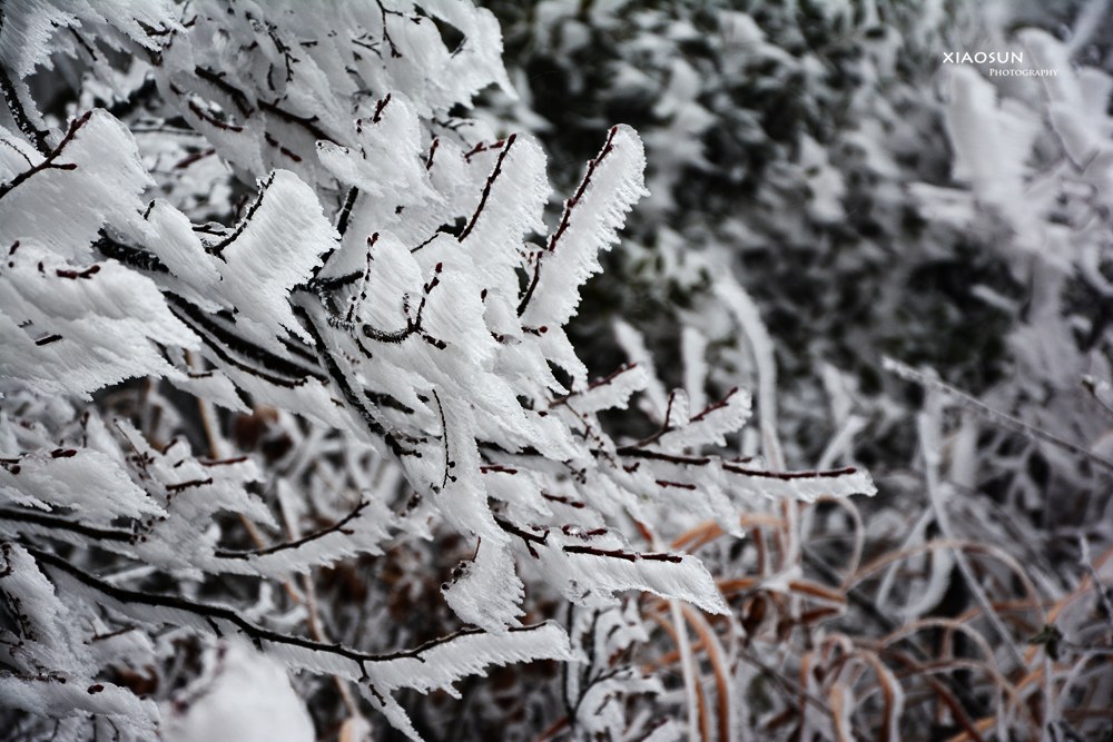 南国雪景正芬芳，赏雪何须到北国？902 / 作者:与孤独共舞 / 帖子ID:100131