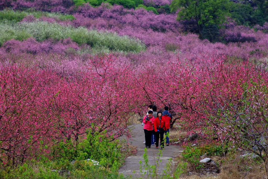 3月8--9日 恭城桃花山露营活动 召集 活动多多奖品多多！118 / 作者:社区小编 / 帖子ID:100216