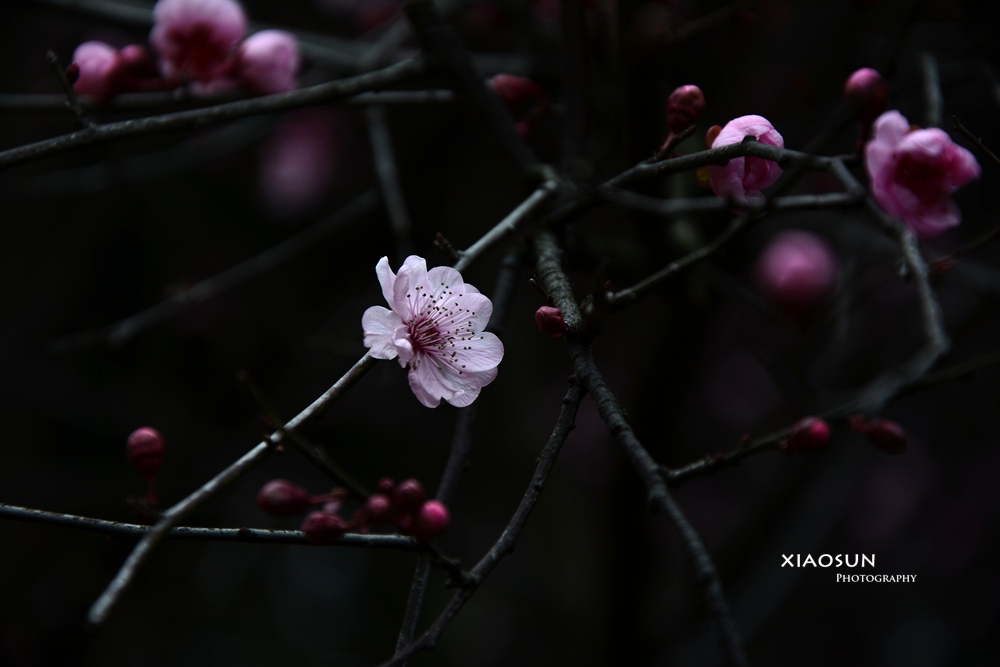 虞山梅花533 / 作者:与孤独共舞 / 帖子ID:100274