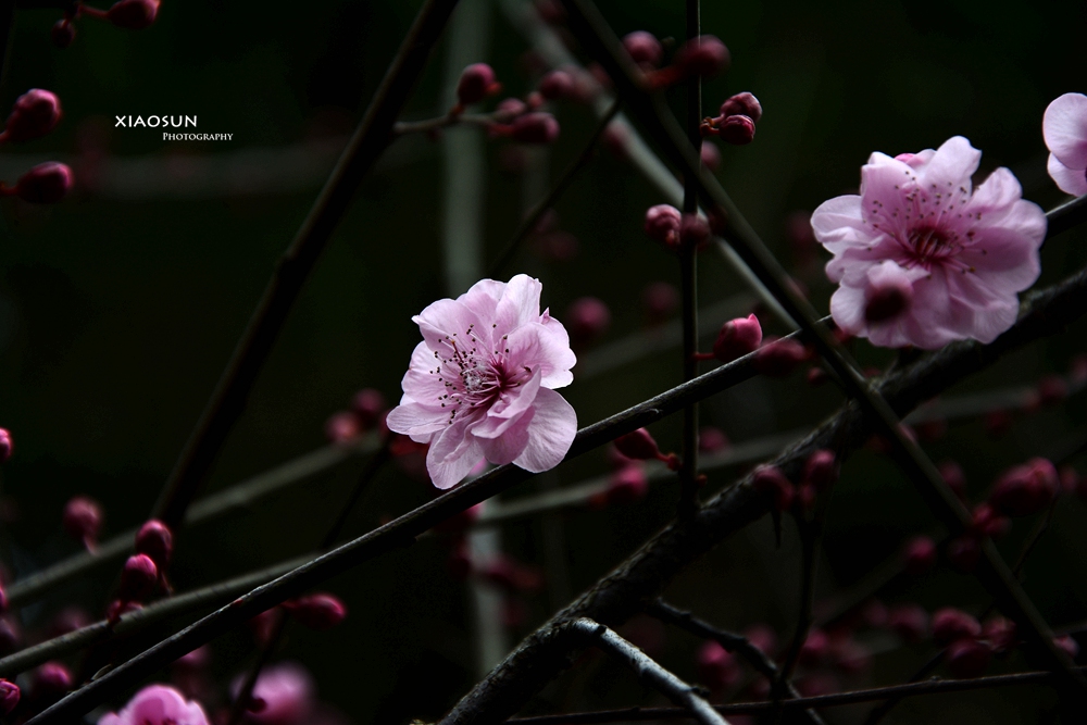 虞山梅花105 / 作者:与孤独共舞 / 帖子ID:100274