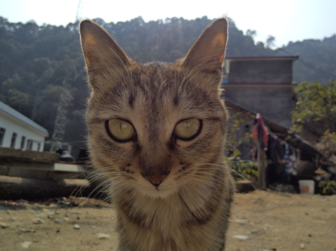 可爱的猫54 / 作者:有梦才有追求 / 帖子ID:100294