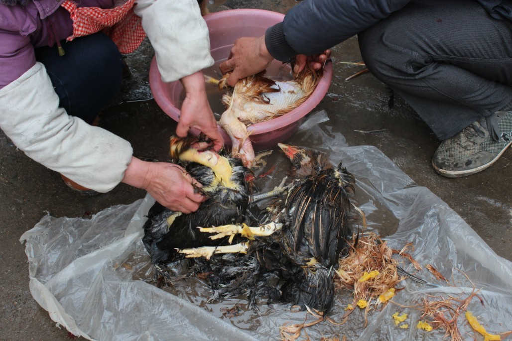 恭城平安涧山派赖年掠影788 / 作者:箩筐索 / 帖子ID:100363