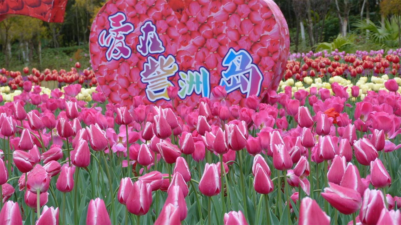 【訾洲公园】那些姑凉还有那些花儿郁金香124 / 作者:訫懐梦想 / 帖子ID:100734