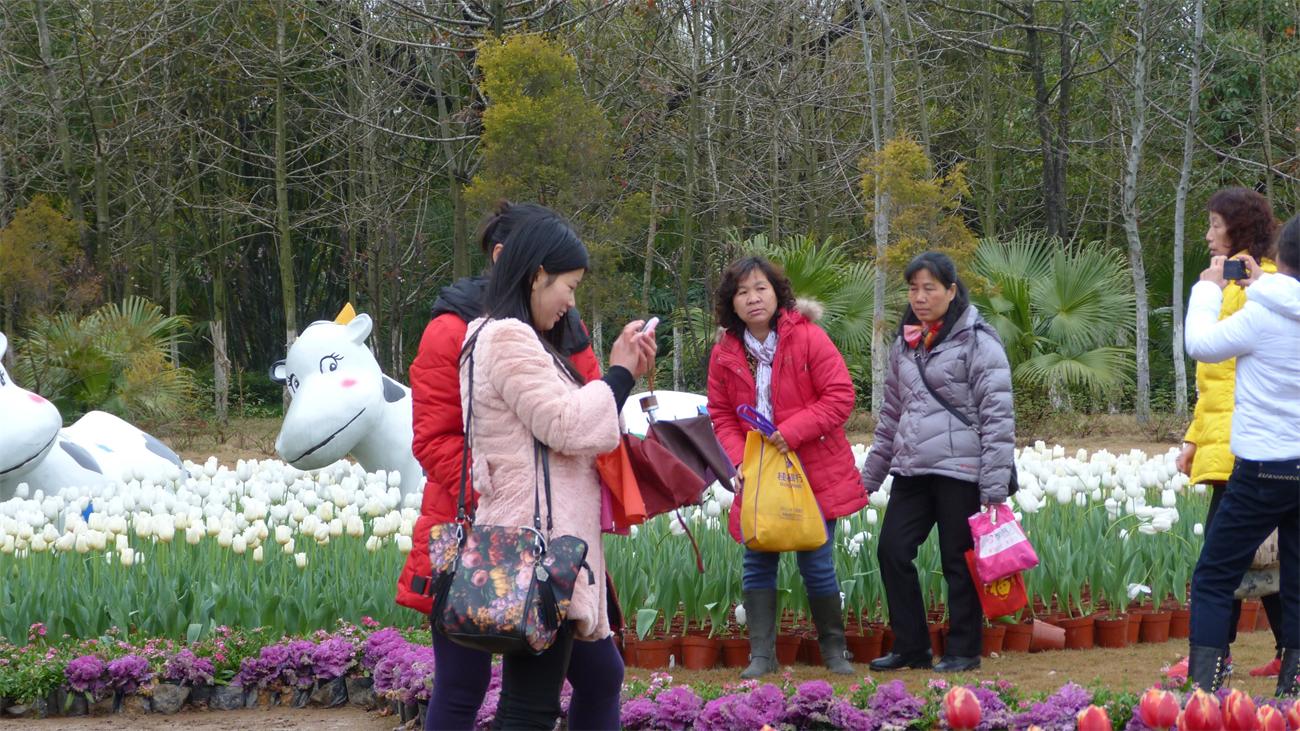 【訾洲公园】那些姑凉还有那些花儿郁金香870 / 作者:訫懐梦想 / 帖子ID:100734