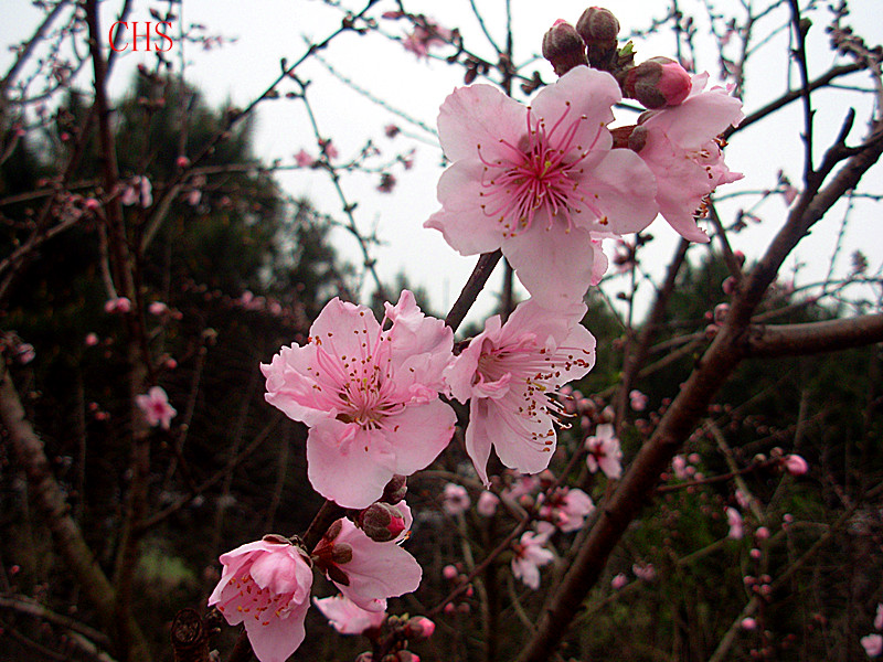 桃花朵朵开968 / 作者:瑶乡看兰 / 帖子ID:100778