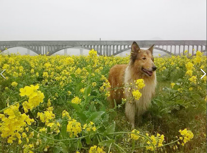 西岭乡下宋村：百亩油菜花迎春盛开293 / 作者:椪柑 / 帖子ID:100812