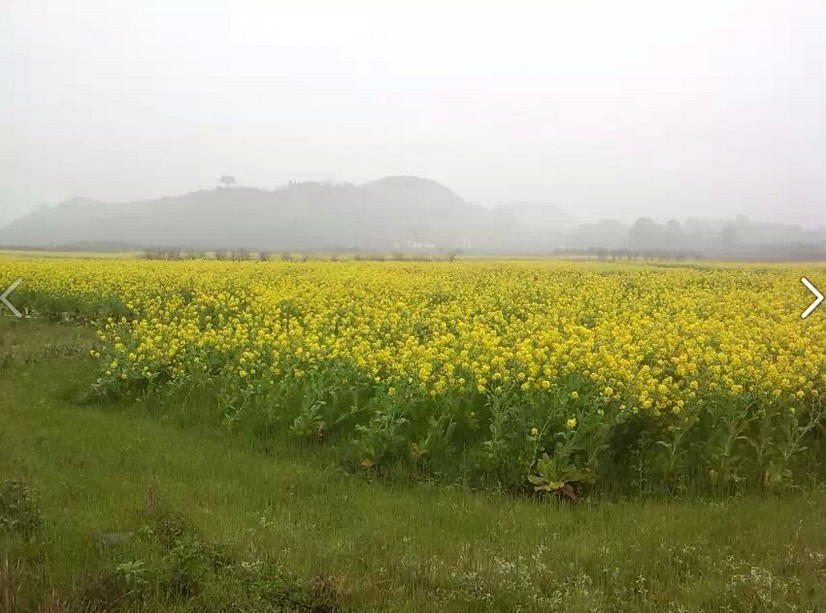 西岭乡下宋村：百亩油菜花迎春盛开708 / 作者:椪柑 / 帖子ID:100812