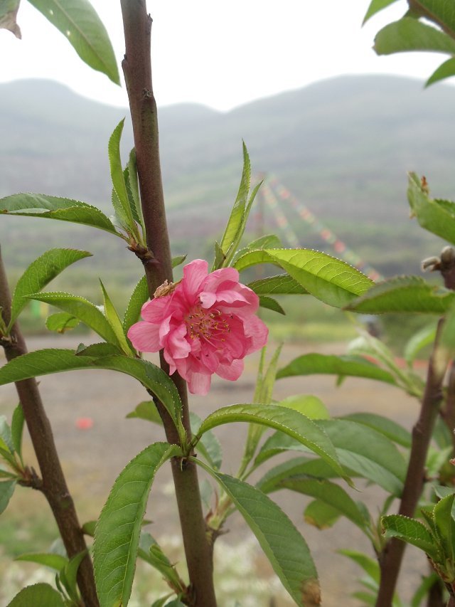 要门票的桃花节照样进去不买票走个小道742 / 作者:珍惜 / 帖子ID:100902