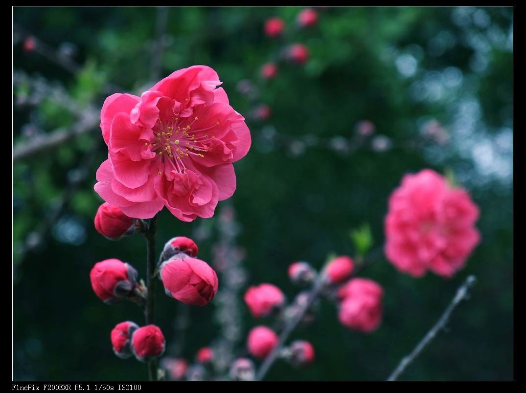 路边的桃花也是桃花381 / 作者:山野图夫 / 帖子ID:100959