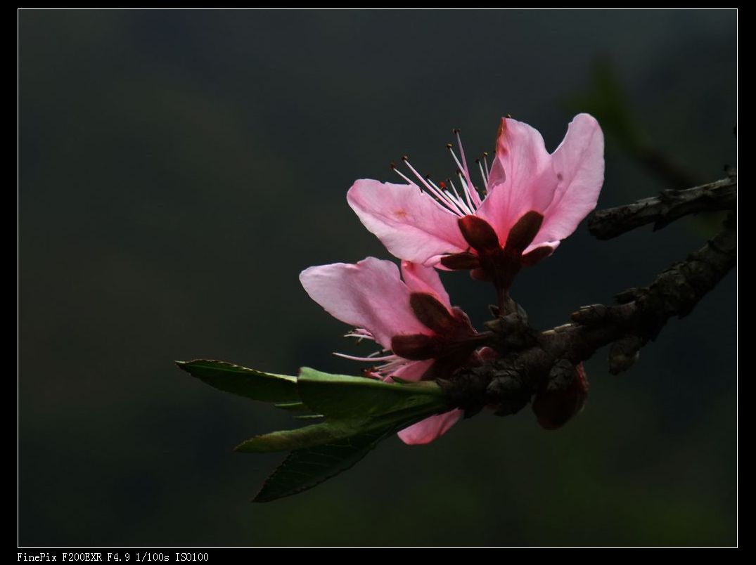 路边的桃花也是桃花782 / 作者:山野图夫 / 帖子ID:100959