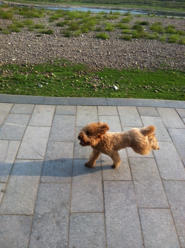 二仔好久不露面了，来飞一会O(∩_∩)O哈哈~31 / 作者:小贝52047 / 帖子ID:101040