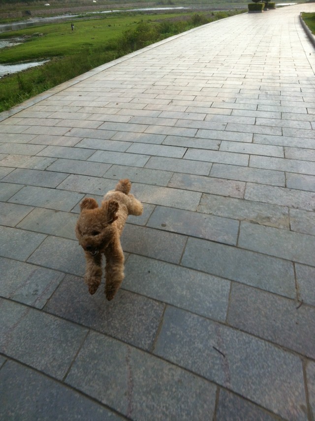 二仔好久不露面了，来飞一会O(∩_∩)O哈哈~215 / 作者:小贝52047 / 帖子ID:101040