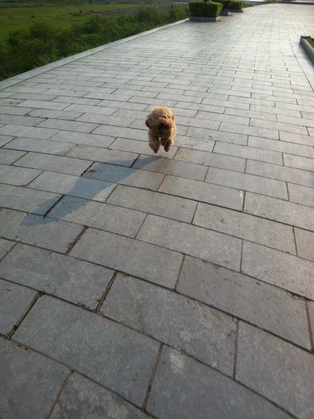 二仔好久不露面了，来飞一会O(∩_∩)O哈哈~689 / 作者:小贝52047 / 帖子ID:101040