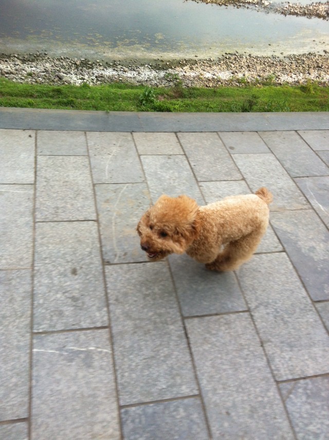 二仔好久不露面了，来飞一会O(∩_∩)O哈哈~83 / 作者:小贝52047 / 帖子ID:101040