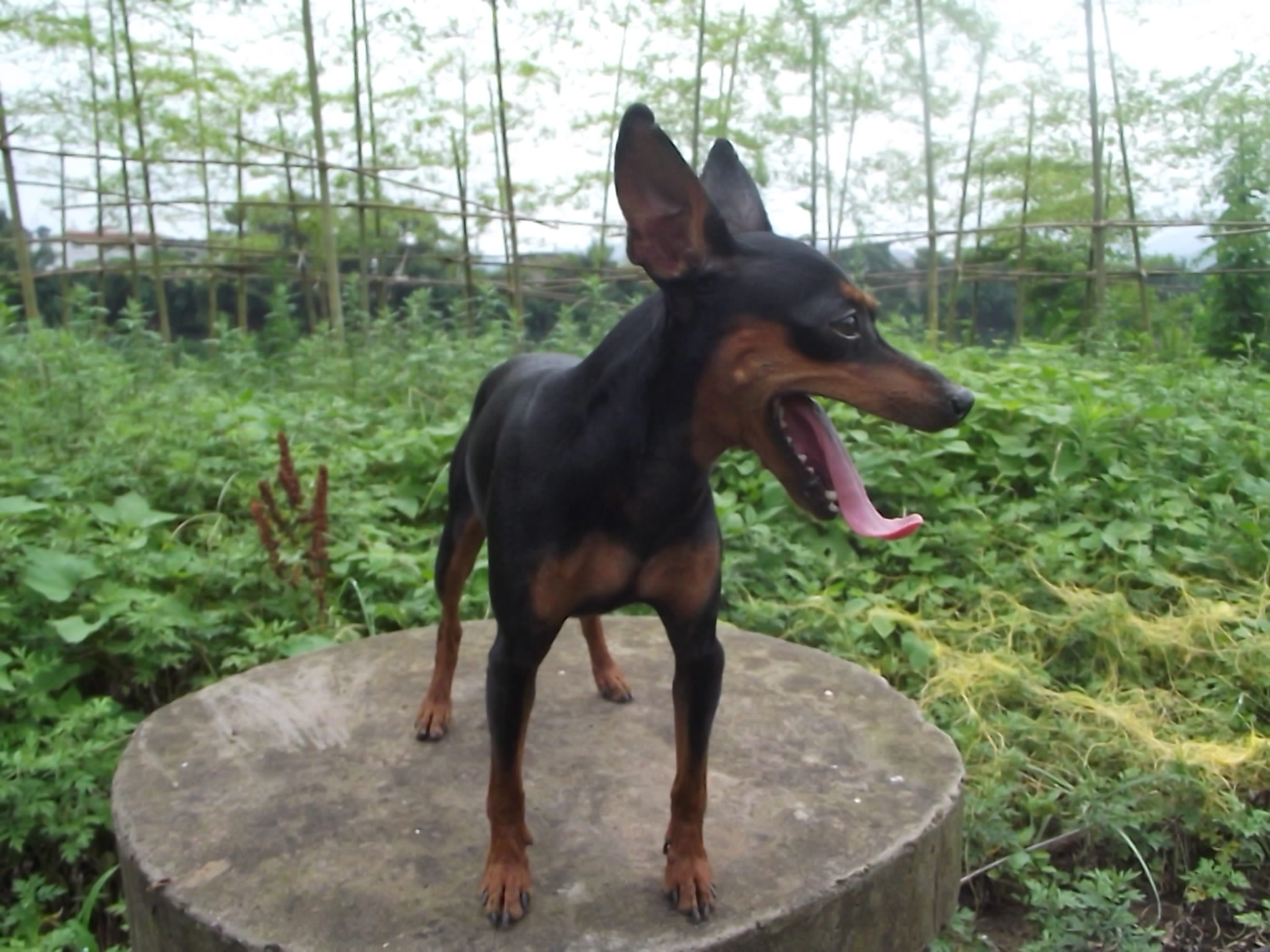 ☆★☆悬 赏 千 元 寻 找 爱 犬☆★☆62 / 作者:zflls / 帖子ID:101152