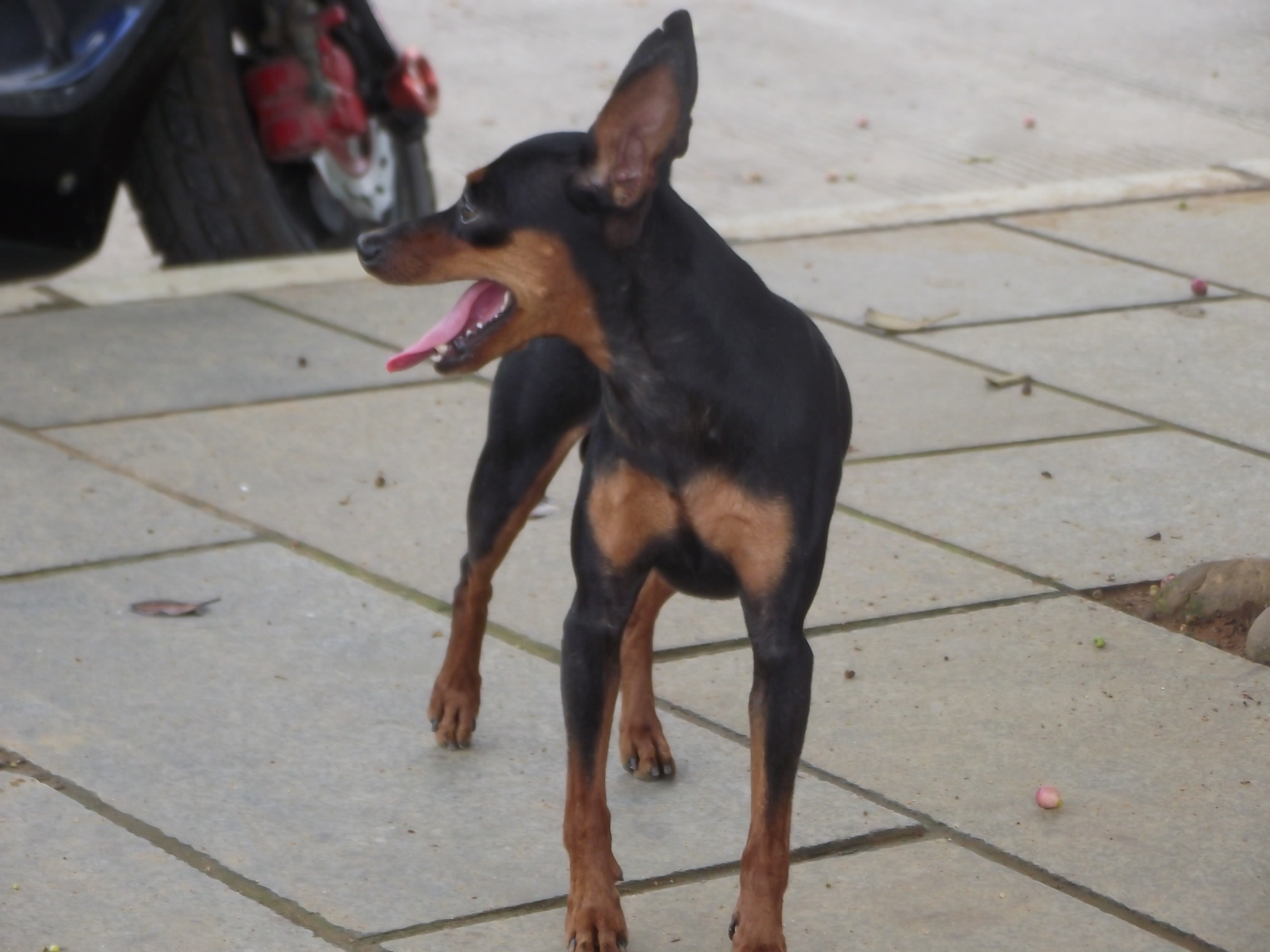 ☆★☆悬 赏 千 元 寻 找 爱 犬☆★☆814 / 作者:zflls / 帖子ID:101152