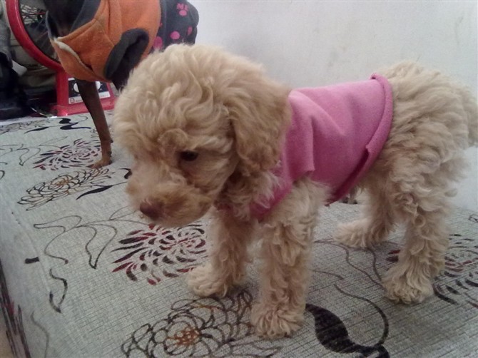 ☆★☆悬 赏 千 元 寻 找 爱 犬☆★☆432 / 作者:zflls / 帖子ID:101152