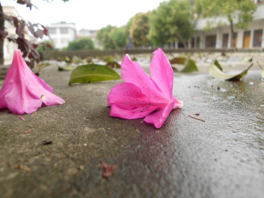 遇见一朵花开。。校园小摄影（1）。。82 / 作者:若無其事 / 帖子ID:101220