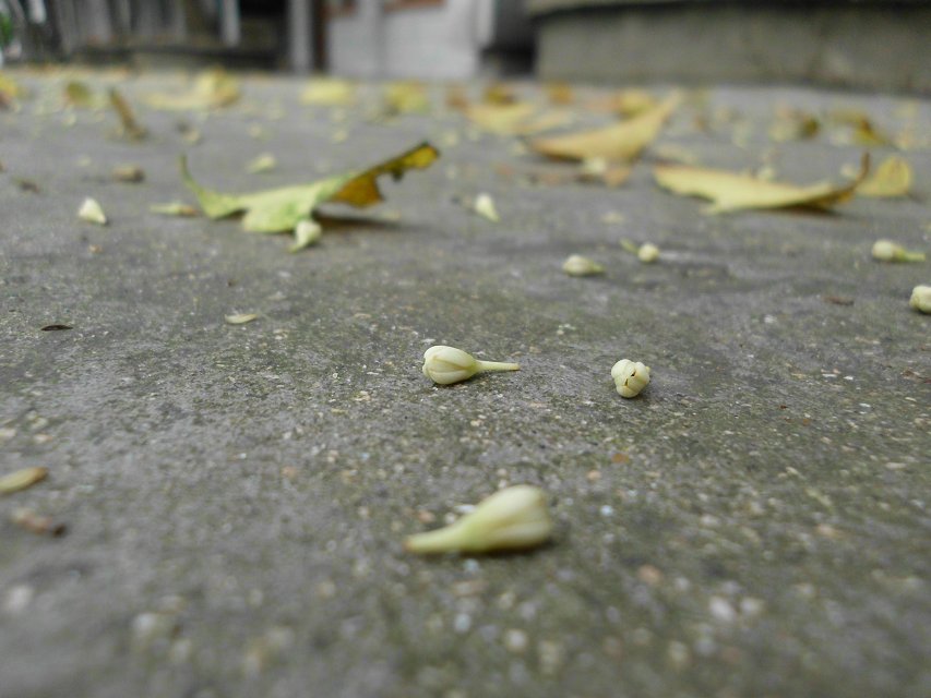 遇见一朵花开。。校园小摄影（1）。。314 / 作者:若無其事 / 帖子ID:101220