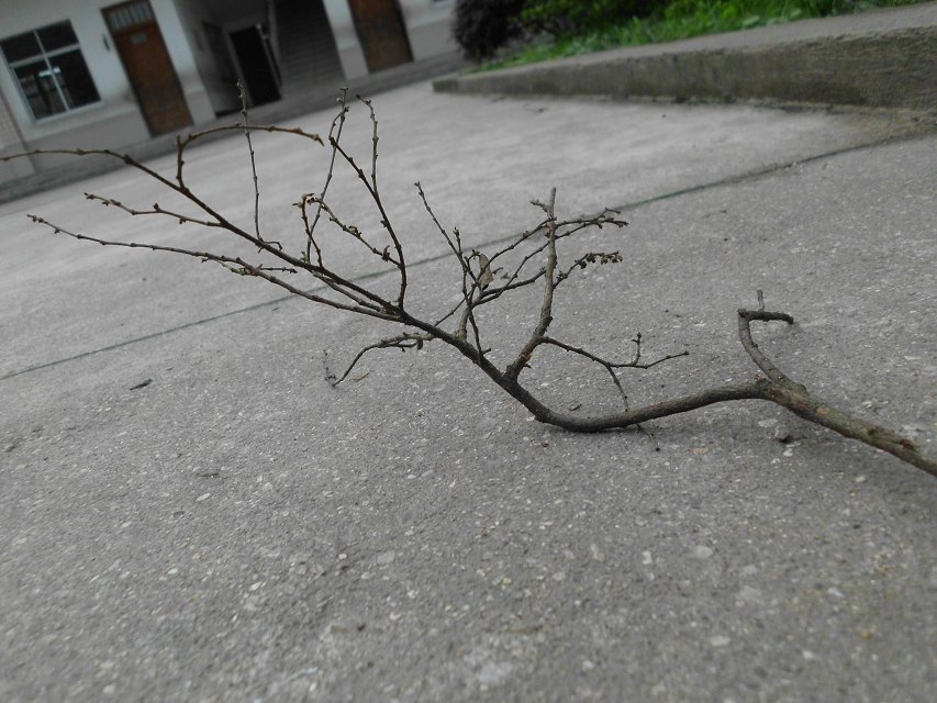 遇见一朵花开。。校园小摄影（1）。。377 / 作者:若無其事 / 帖子ID:101220
