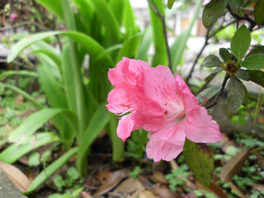遇见一朵花开。。校园小摄影（1）。。489 / 作者:若無其事 / 帖子ID:101220