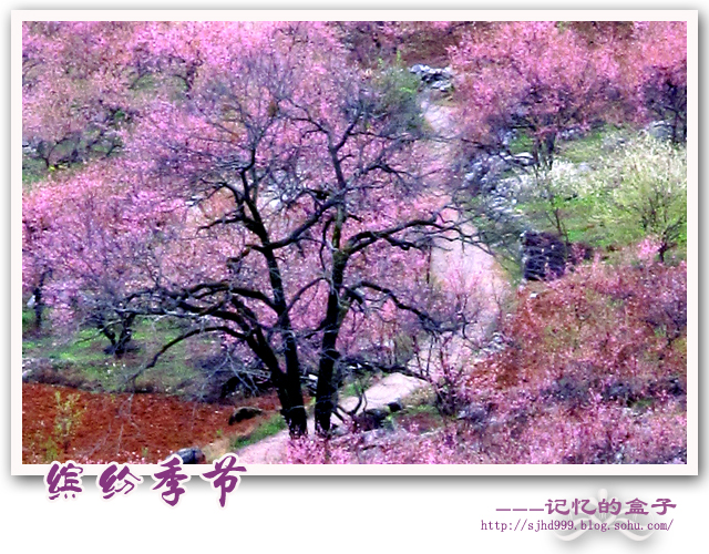 大龄山。桃花113 / 作者:搁.浅 / 帖子ID:101335