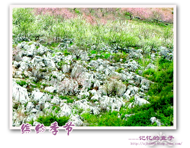 大龄山。桃花764 / 作者:搁.浅 / 帖子ID:101335