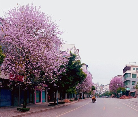 恭中门口，花都开好了249 / 作者:乖乖不哭 / 帖子ID:101388