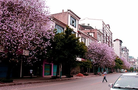 恭中门口，花都开好了69 / 作者:乖乖不哭 / 帖子ID:101388