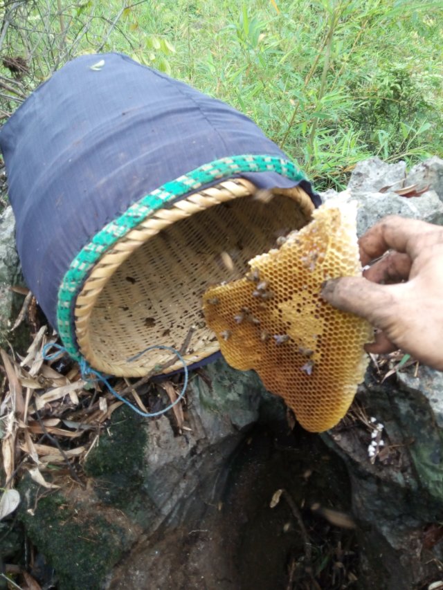 2014年4月25日晚上十点广西卫视《第一书记》播的就是我家蜜蜂，希望大家关注845 / 作者:@@@@@@ / 帖子ID:101507