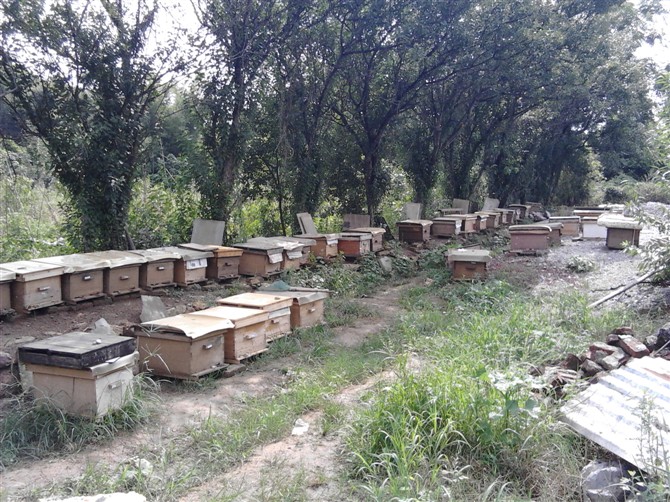 2014年4月25日晚上十点广西卫视《第一书记》播的就是我家蜜蜂，希望大家关注627 / 作者:@@@@@@ / 帖子ID:101507