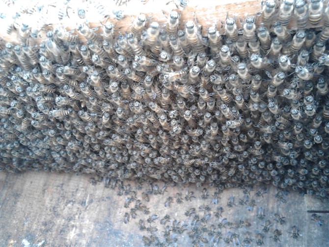 2014年4月25日晚上十点广西卫视《第一书记》播的就是我家蜜蜂，希望大家关注204 / 作者:@@@@@@ / 帖子ID:101507