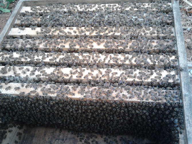 2014年4月25日晚上十点广西卫视《第一书记》播的就是我家蜜蜂，希望大家关注999 / 作者:@@@@@@ / 帖子ID:101507