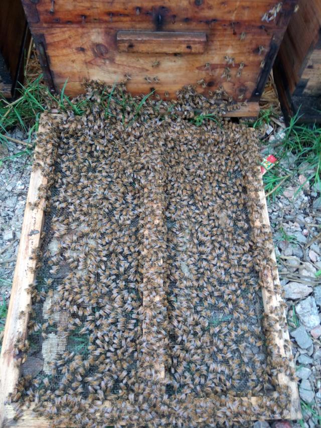 2014年4月25日晚上十点广西卫视《第一书记》播的就是我家蜜蜂，希望大家关注796 / 作者:@@@@@@ / 帖子ID:101507