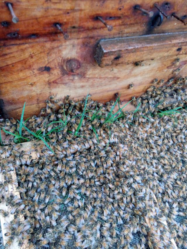 2014年4月25日晚上十点广西卫视《第一书记》播的就是我家蜜蜂，希望大家关注256 / 作者:@@@@@@ / 帖子ID:101507