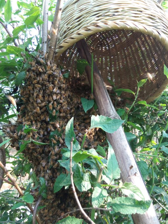 2014年4月25日晚上十点广西卫视《第一书记》播的就是我家蜜蜂，希望大家关注903 / 作者:@@@@@@ / 帖子ID:101507