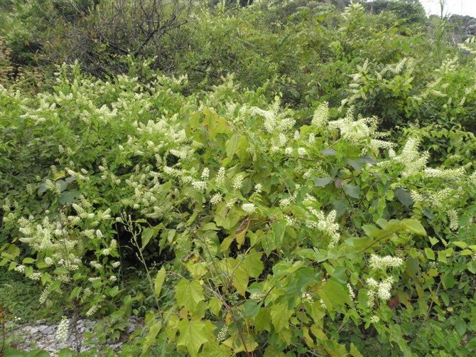 2014年4月25日晚上十点广西卫视《第一书记》播的就是我家蜜蜂，希望大家关注191 / 作者:@@@@@@ / 帖子ID:101507